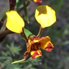 Diuris semilunulata at Jerrabomberra, NSW - 27 Oct 2016