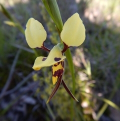 Diuris sulphurea (Tiger Orchid) at Mount Painter - 27 Oct 2016 by CathB