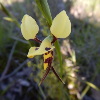 Diuris sulphurea (Tiger Orchid) at Mount Painter - 27 Oct 2016 by CathB