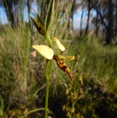 Diuris sulphurea at Cook, ACT - suppressed