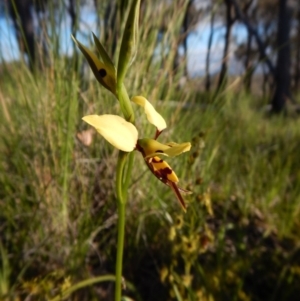 Diuris sulphurea at Cook, ACT - 27 Oct 2016