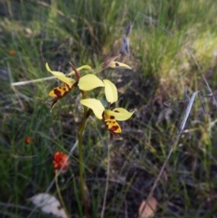 Diuris sulphurea at Cook, ACT - 27 Oct 2016