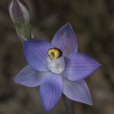 Thelymitra pauciflora (Slender Sun Orchid) at Bruce, ACT - 27 Oct 2016 by DerekC