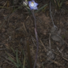 Thelymitra pauciflora at Bruce, ACT - suppressed