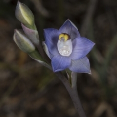 Thelymitra pauciflora at Bruce, ACT - 27 Oct 2016