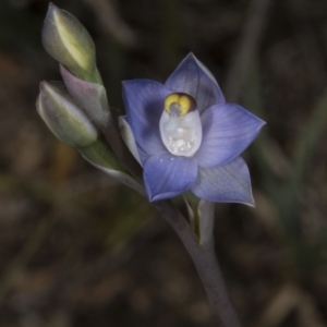 Thelymitra pauciflora at Bruce, ACT - 27 Oct 2016