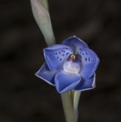 Thelymitra juncifolia (Dotted Sun Orchid) at Bruce, ACT - 27 Oct 2016 by DerekC