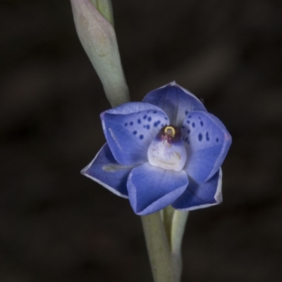 Thelymitra juncifolia (Dotted Sun Orchid) at Bruce, ACT - 27 Oct 2016 by DerekC