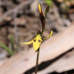 Diuris sulphurea (Tiger Orchid) at Bruce, ACT - 27 Oct 2016 by petersan
