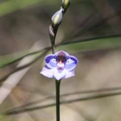Thelymitra juncifolia (Dotted Sun Orchid) at Bruce, ACT - 27 Oct 2016 by petersan