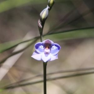 Thelymitra juncifolia at Bruce, ACT - 27 Oct 2016