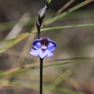 Thelymitra juncifolia at Bruce, ACT - 27 Oct 2016