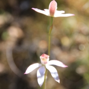 Caladenia moschata at Canberra Central, ACT - suppressed