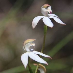 Caladenia moschata at Canberra Central, ACT - suppressed