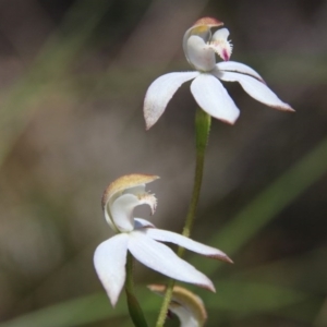Caladenia moschata at Canberra Central, ACT - 27 Oct 2016