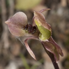 Chiloglottis trapeziformis (Diamond Ant Orchid) at Bruce, ACT - 27 Oct 2016 by DerekC