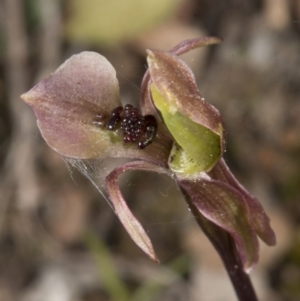 Chiloglottis trapeziformis at Bruce, ACT - 27 Oct 2016