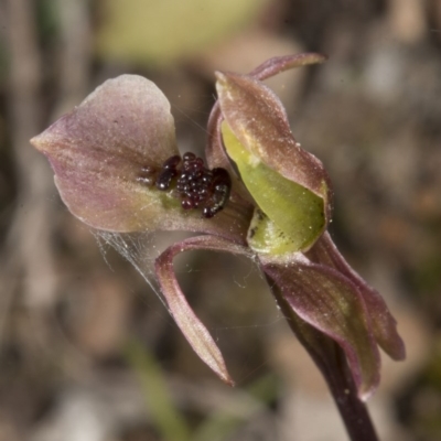 Chiloglottis trapeziformis (Diamond Ant Orchid) at Bruce, ACT - 27 Oct 2016 by DerekC