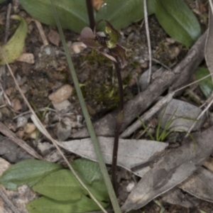 Chiloglottis trapeziformis at Bruce, ACT - suppressed