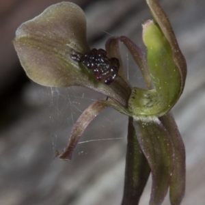 Chiloglottis trapeziformis at Bruce, ACT - 27 Oct 2016