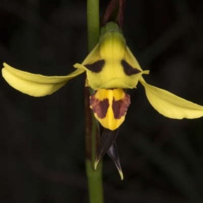 Diuris sulphurea (Tiger Orchid) at Bruce, ACT - 27 Oct 2016 by DerekC
