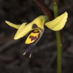 Diuris sulphurea at Bruce, ACT - suppressed