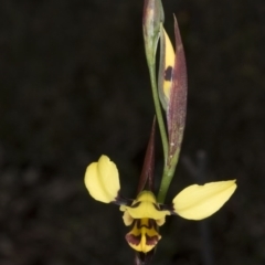 Diuris sulphurea at Bruce, ACT - 27 Oct 2016