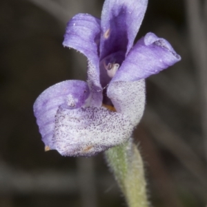 Glossodia major at Bruce, ACT - 27 Oct 2016