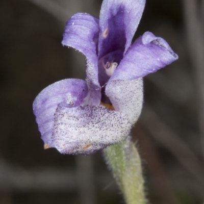 Glossodia major (Wax Lip Orchid) at Bruce, ACT - 27 Oct 2016 by DerekC