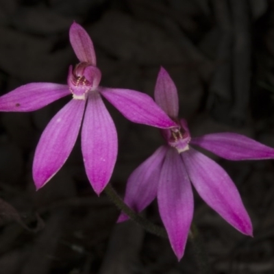 Caladenia carnea (Pink Fingers) at Gungahlin, ACT - 23 Oct 2016 by DerekC