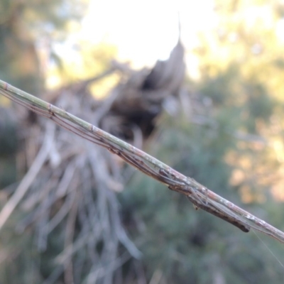 Tetragnatha sp. (genus) (Long-jawed spider) at Pine Island to Point Hut - 26 Mar 2015 by michaelb