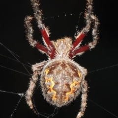 Hortophora transmarina (Garden Orb Weaver) at Tennent, ACT - 16 Feb 2015 by MichaelBedingfield