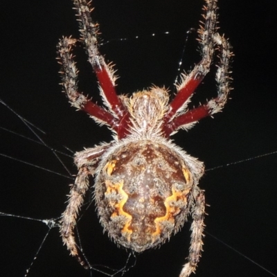 Hortophora transmarina (Garden Orb Weaver) at Namadgi National Park - 16 Feb 2015 by michaelb