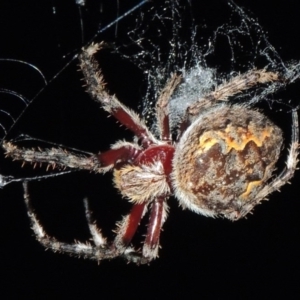 Hortophora transmarina at Tennent, ACT - 16 Feb 2015