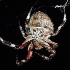 Hortophora transmarina at Tennent, ACT - 16 Feb 2015