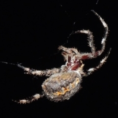 Hortophora transmarina at Tennent, ACT - 16 Feb 2015