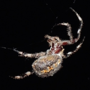 Hortophora transmarina at Tennent, ACT - 16 Feb 2015