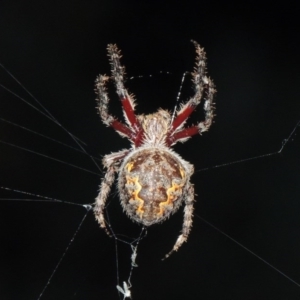 Hortophora transmarina at Tennent, ACT - 16 Feb 2015