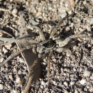 Venatrix sp. (genus) at Conder, ACT - 27 Aug 2014