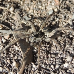Venatrix sp. (genus) (Unidentified Venatrix wolf spider) at Tuggeranong Hill - 27 Aug 2014 by michaelb