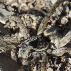 Venatrix sp. (genus) at Conder, ACT - 27 Aug 2014