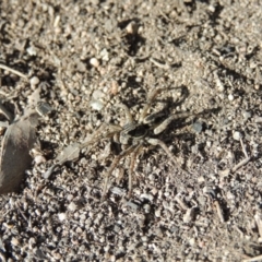 Venatrix sp. (genus) at Conder, ACT - 27 Aug 2014