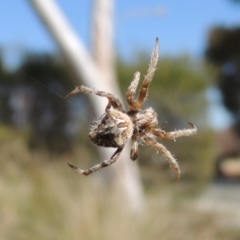 Socca pustulosa (Knobbled Orbweaver) at Pollinator-friendly garden Conder - 13 Sep 2015 by michaelb