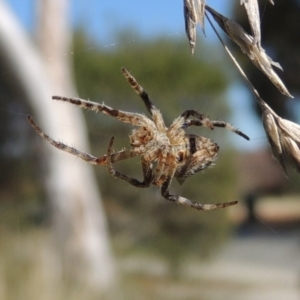 Socca pustulosa at Conder, ACT - 13 Sep 2015 02:19 PM