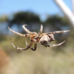 Socca pustulosa at Conder, ACT - 13 Sep 2015