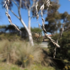 Socca pustulosa at Conder, ACT - 13 Sep 2015 02:19 PM