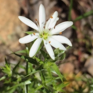 Stellaria pungens at Jerrabomberra, NSW - 28 Oct 2016 08:11 AM