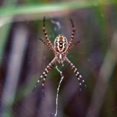 Argiope trifasciata (Banded orb weaver) at Greenway, ACT - 12 Feb 2007 by MichaelBedingfield