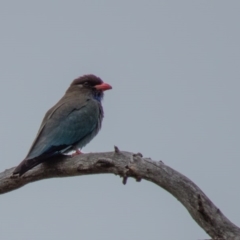 Eurystomus orientalis (Dollarbird) at Wallaroo, NSW - 27 Oct 2016 by CedricBear