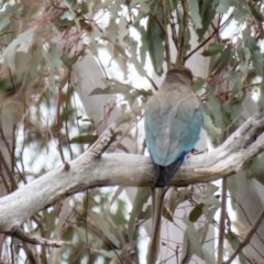 Eurystomus orientalis at Wallaroo, NSW - 28 Oct 2016 08:13 AM